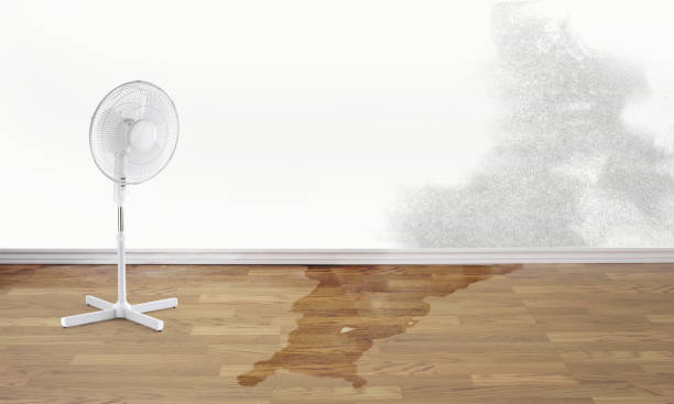 Best Carpet water damage restoration  in Patchogue, NY
